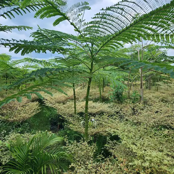 pohon pakis brazil solobium parahiba