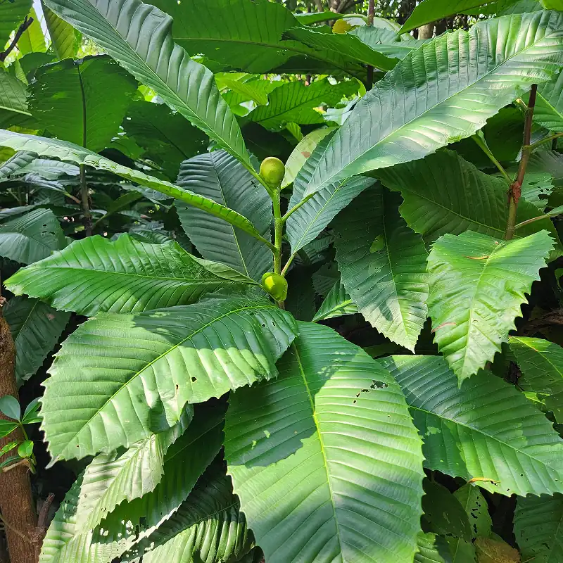 petani bunga kediri jual pohon sempur