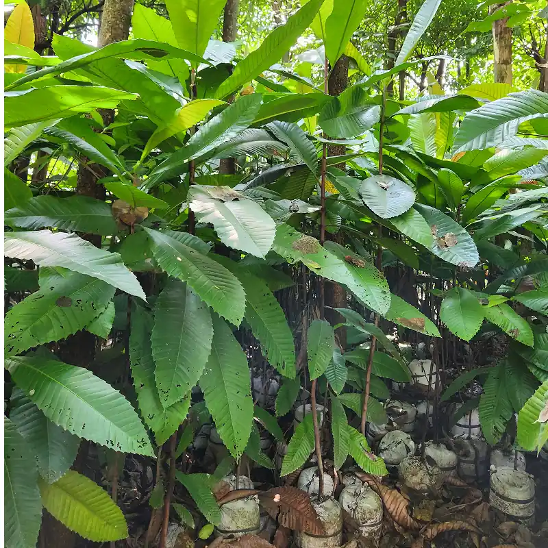pohon sempur ukuran tinggi 200 cm di kebun petani bunga kediri