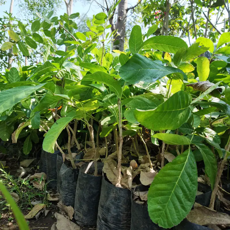 petani bunga kediri jual bibit pohon kigelia ukuran 50 cm
