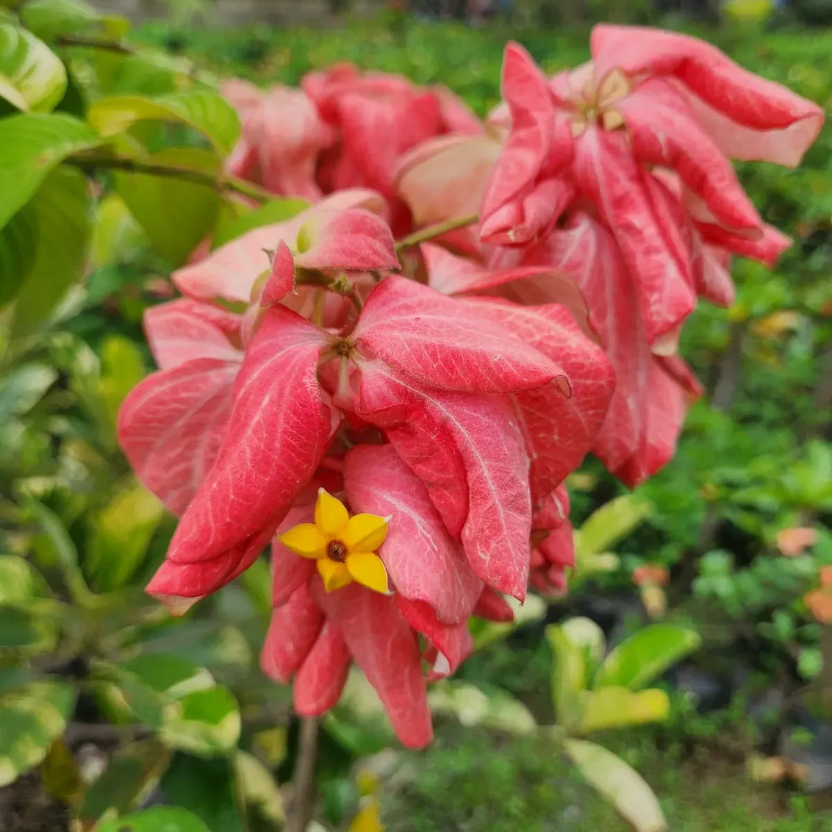 bunga nusa indah merah mekar di kebun petani bunga kediri