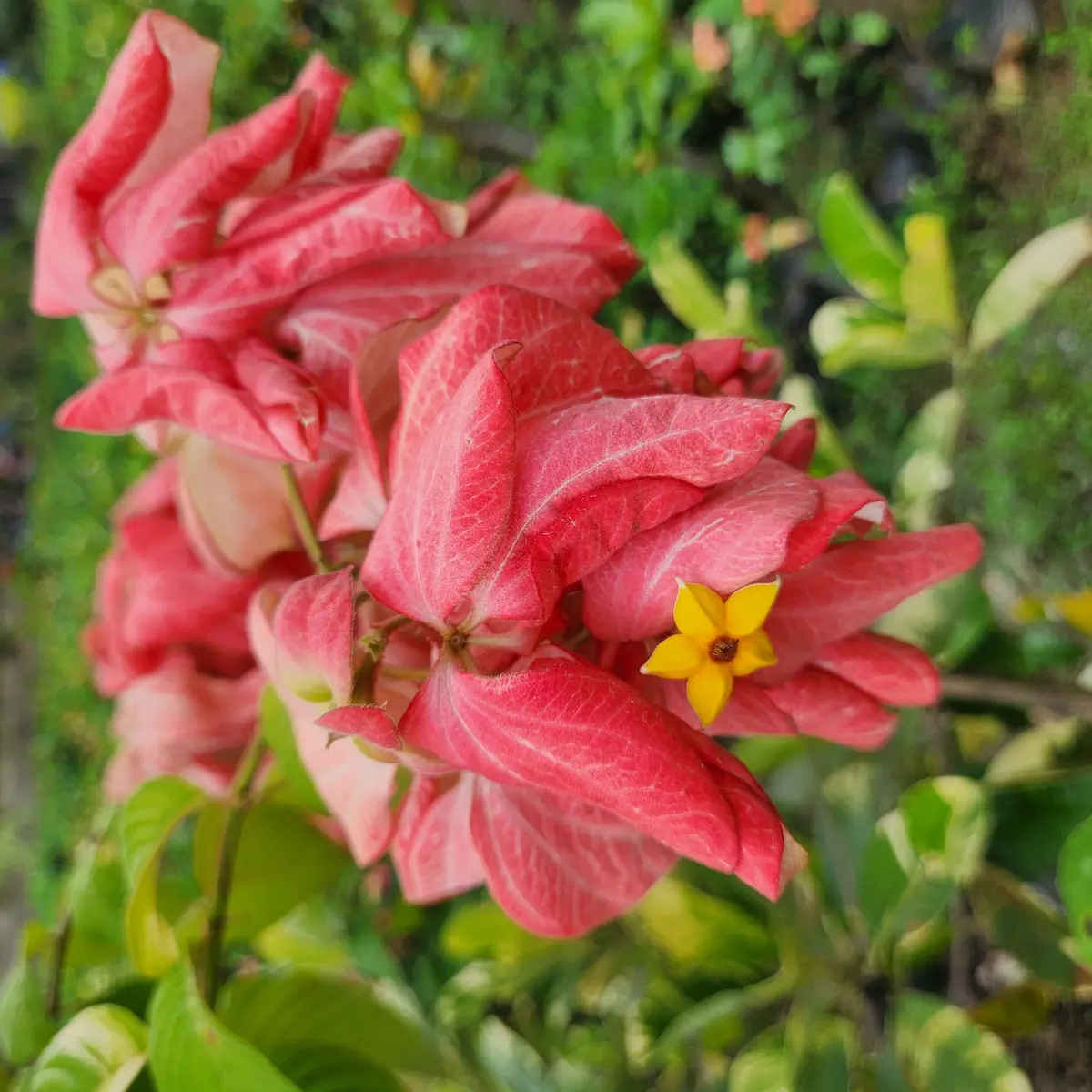 bunga nusa indah merah mekar di kebun petani bunga kediri