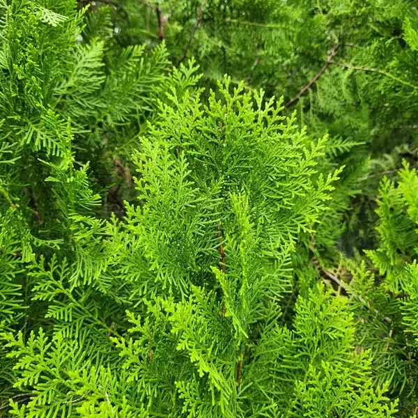 detail daun pohon cemara kipas yang menyirip
