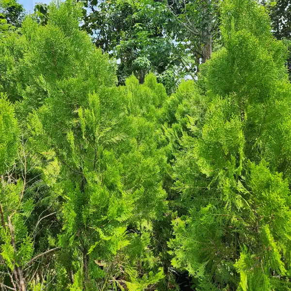 petani bunga kediri jual pohon cemara kipas ukuran 200 cm