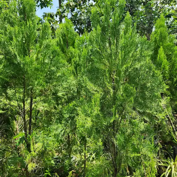 pohon cemara kipas ukuran 300 cm di kebun petani bunga kediri