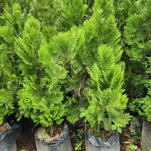 pohon cemara kipas ukuran 100 cm di kebun petani bunga kediri