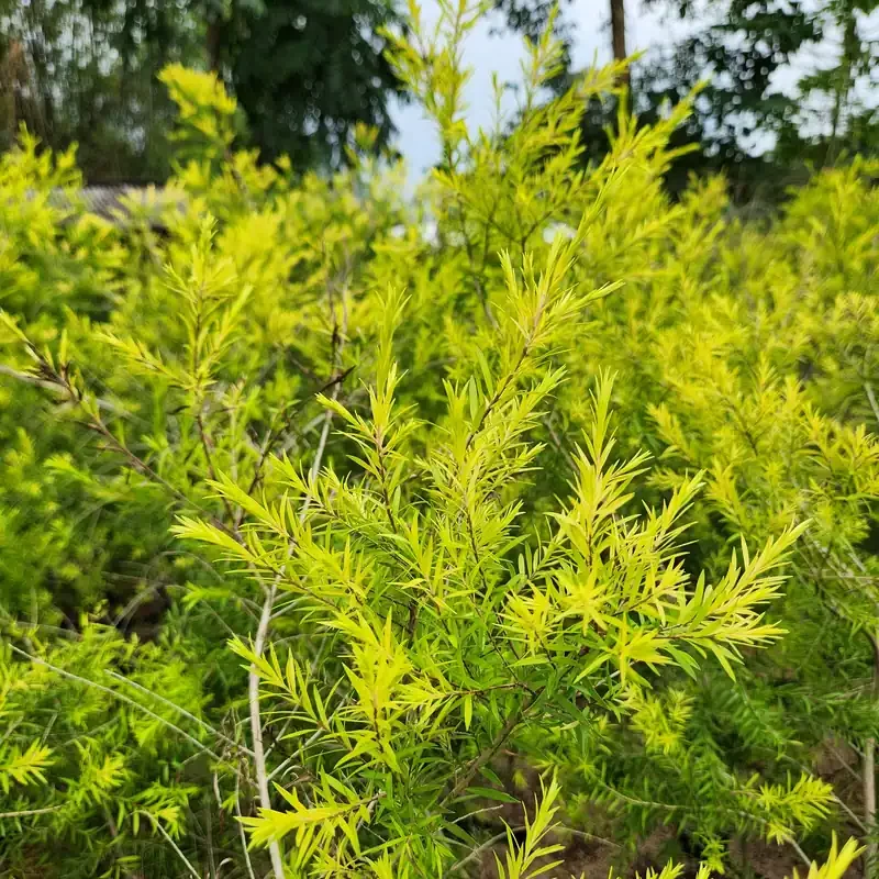 pohon cemara melalika di kebun petani bunga kediri