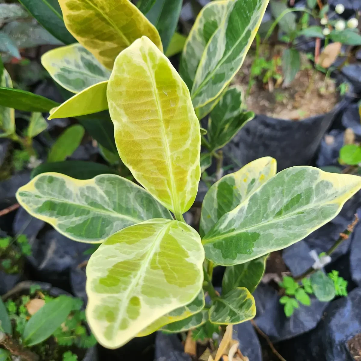 daun muda pohon garcini varigata di kebun petani bunga kediri