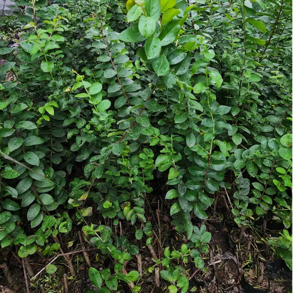 bibit sakura bungur hasil panen petani bunga kediri