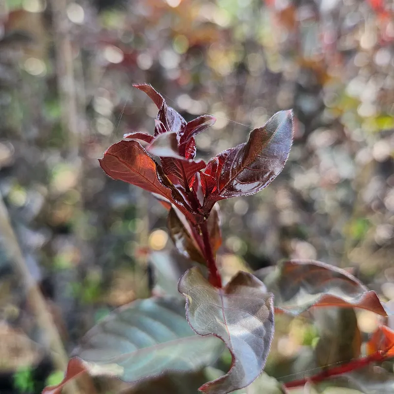 daun merah crimson crape myrtle