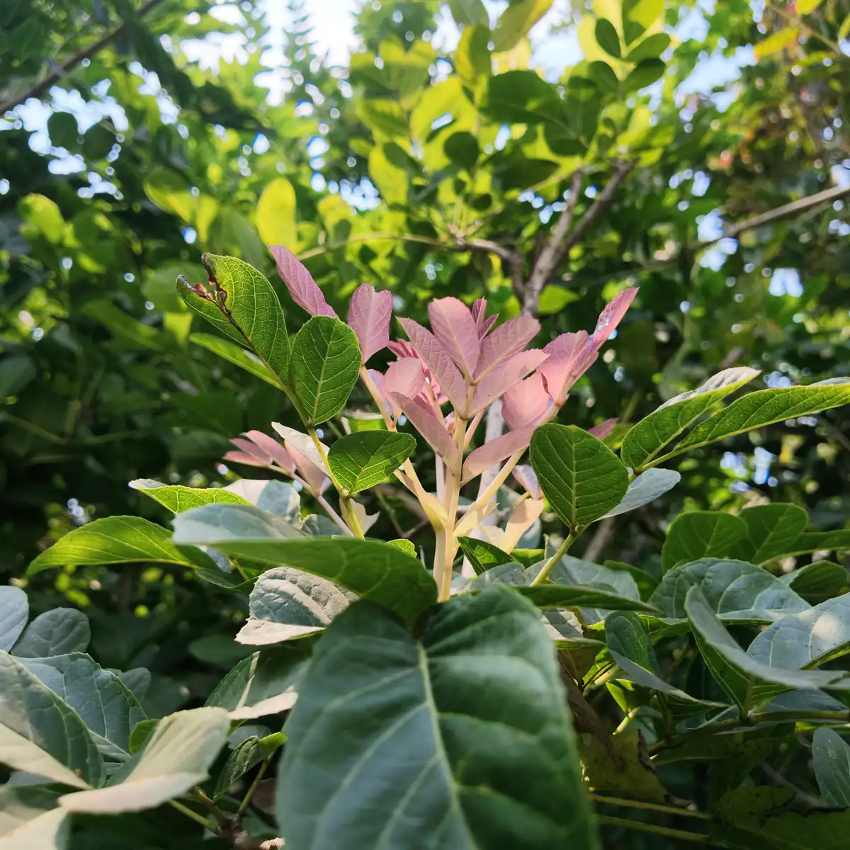 daun muda pohon kigelia berwarna pink