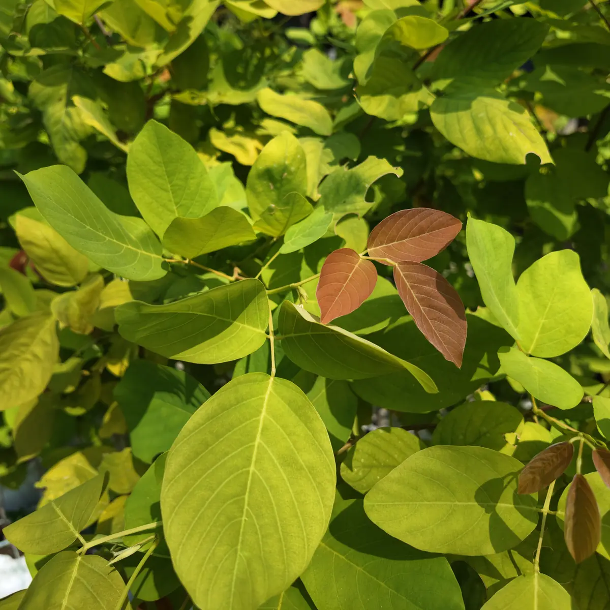 detail daun dendrolobium atau pete laut warna kuning menyala di kebun petani bunga kediri