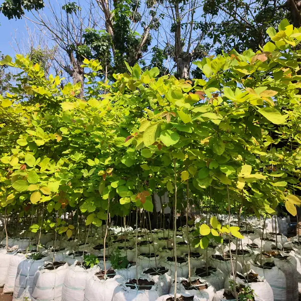 jual pohon dendrolobium atau pete laut ukuran 150 cm hasil panen petani bunga kediri