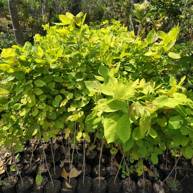 jual pohon dendrolobium atau pete laut ukuran 100 cm hasil panen petani bunga kediri
