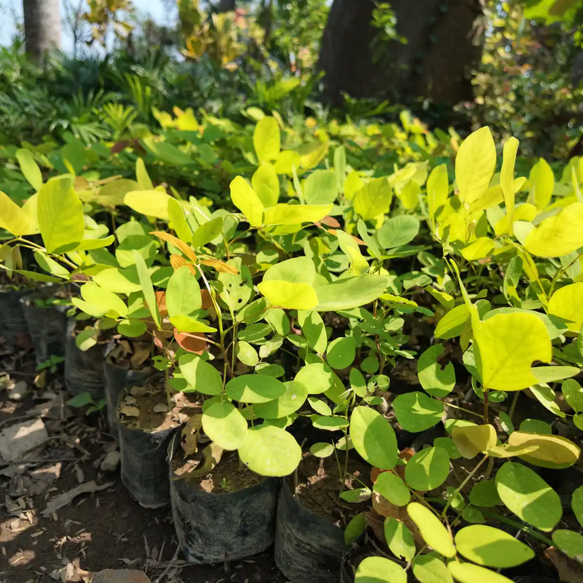 jual pohon dendrolobium atau pete laut ukuran 20 cm hasil panen petani bunga kediri