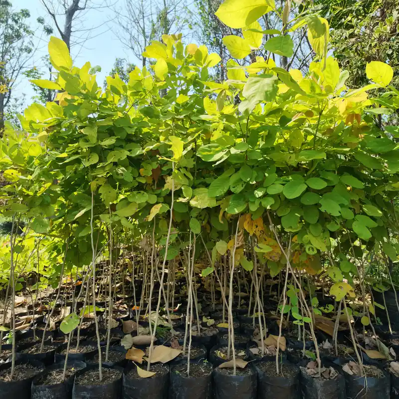 pohon dendrolobium daun kuning menyala hasil panen petani bunga kediri