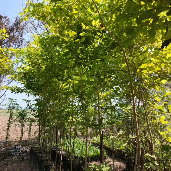 jual pohon dendrolobium atau pete laut ukuran 200 cm hasil panen petani bunga kediri