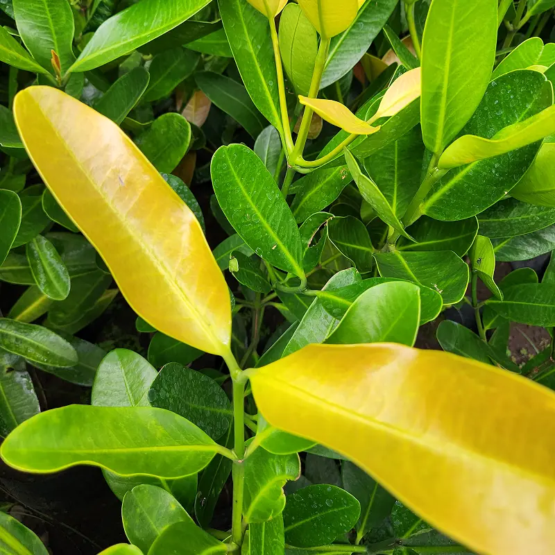 daun muda pohon garcini di kebun petani bunga kediri