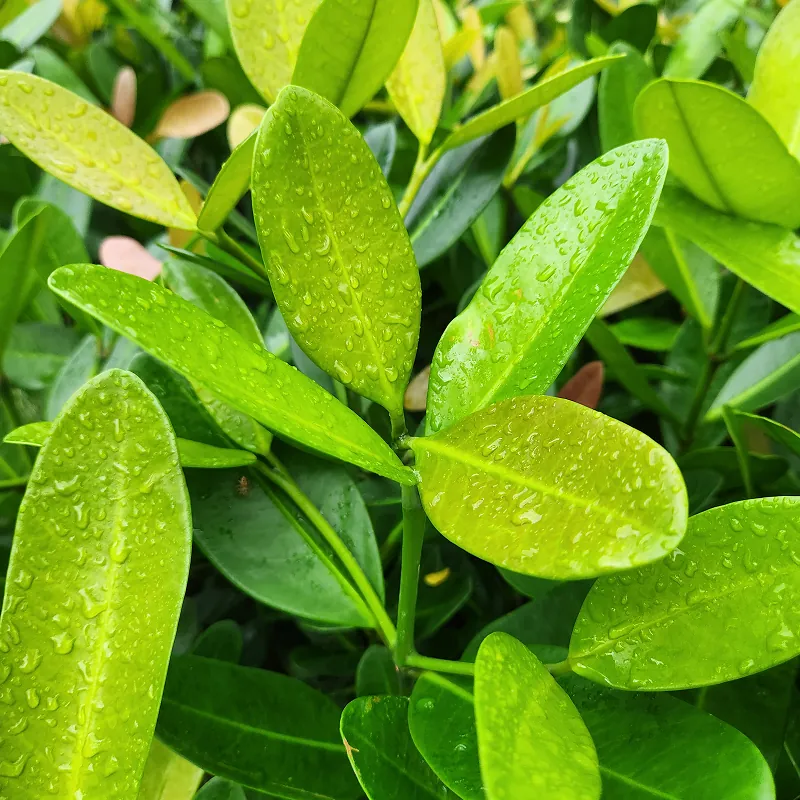 daun pohon garcinia berbentuk elips