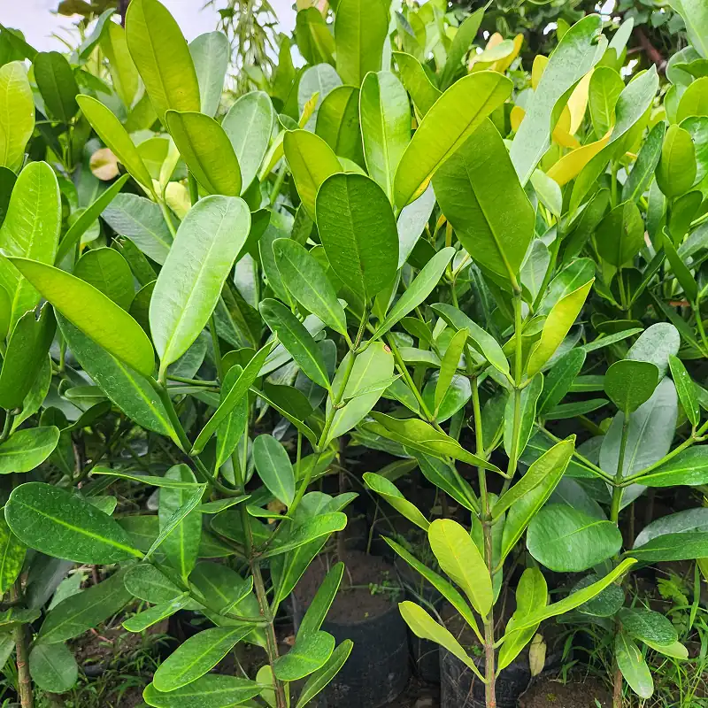 pohon garcinia di kebun petani bunga kediri