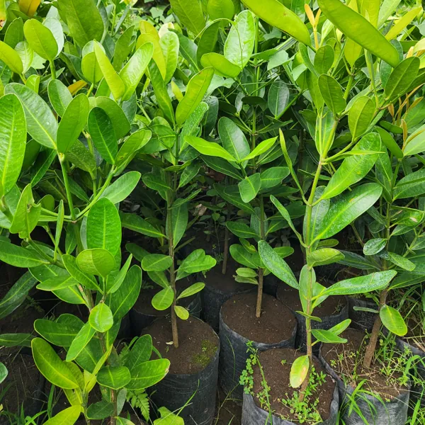 pohon garcini ukuran 100 cm di kebun petani bunga kediri