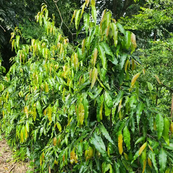 petani bunga kediri jual pohon glodok tiang ukuran tinggi batang 250 cm