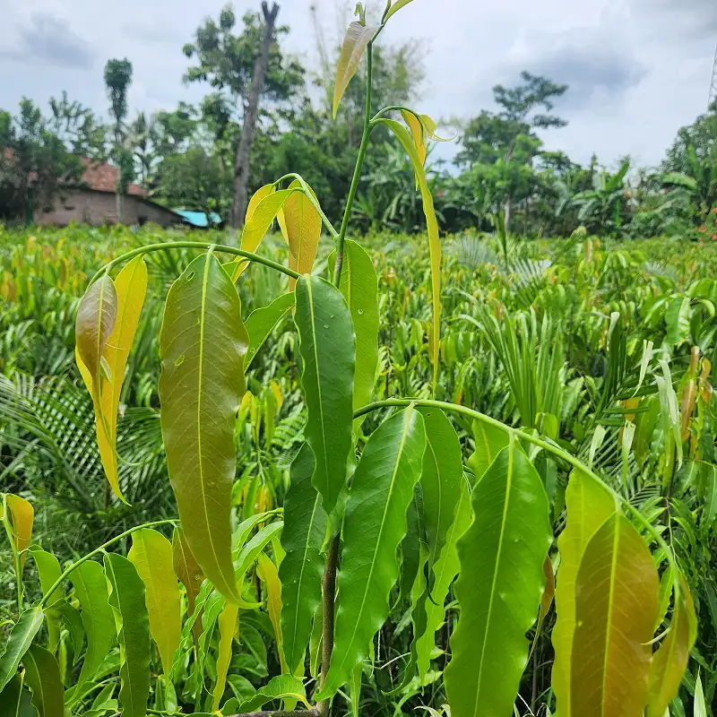 stok pohon glodok tiang di kebun petani bunga kediri