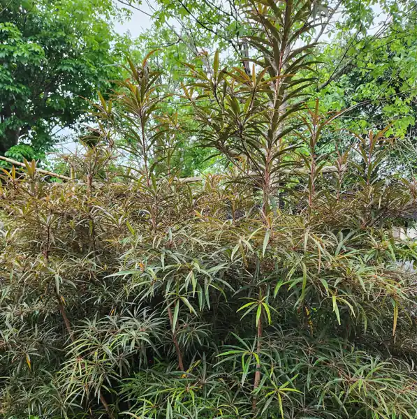 cabang berlapis pohon ketapang merah di kebun petani bunga kediri