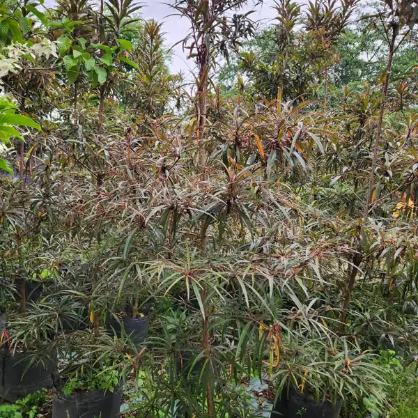 petani bunga kediri jual pohon ketapang merah ukuran tinggi 300 cm