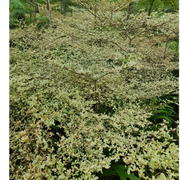petani bunga kediri jual ketapang kencana varigata hasil panen kebun sendiri