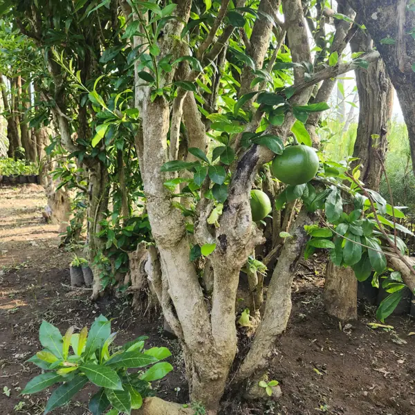 buah pohon maja di batang pohon