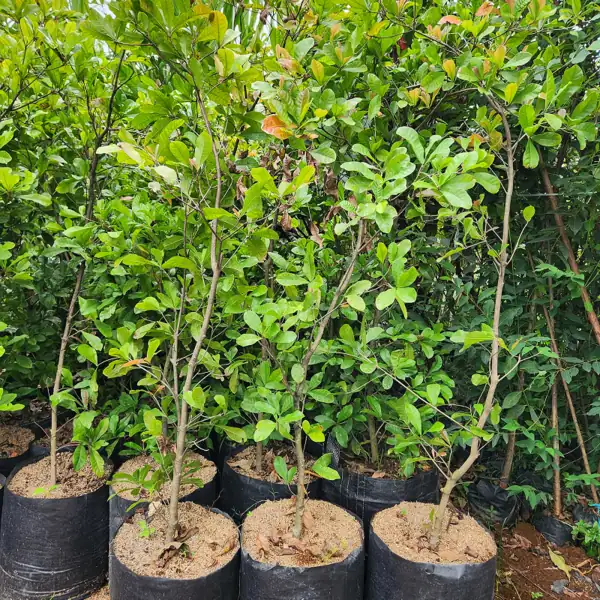pohon miracle fruit ukuran tinggi batang 200 cm