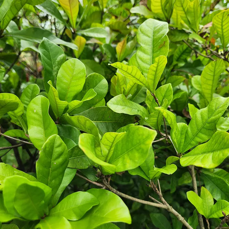 pohon miracle fruit berbuah di sela sela daun