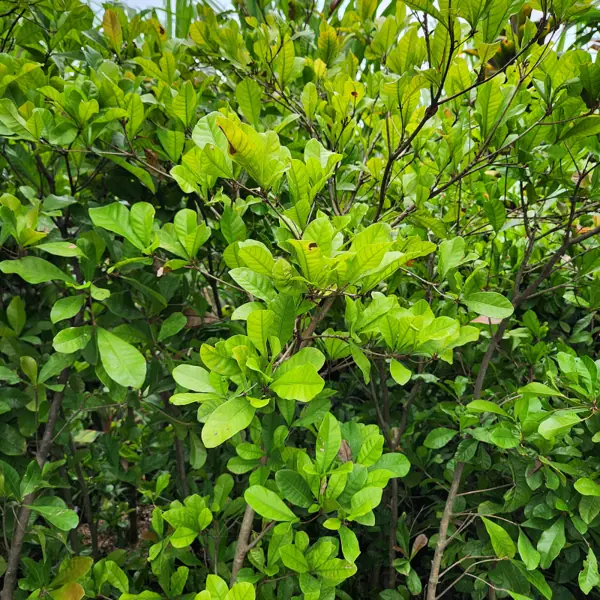 pohon miracle fruit daun rimbun dan rapat