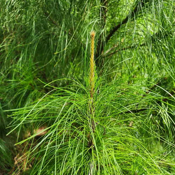 daun pinus merkusii beraroma lembut