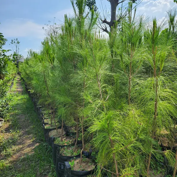 jual pohon pinus merkusii ukuran tinggi 250 cm