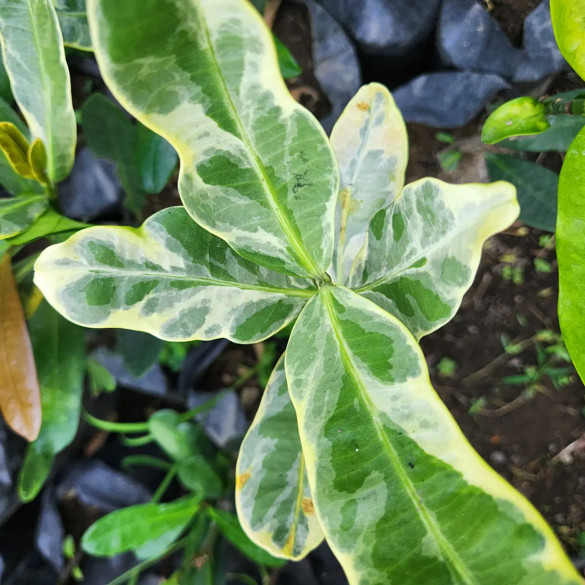 petani bunga kediri jual bibit pohon garcini varigata