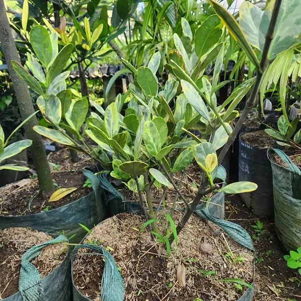 pohon garcinia varigata ukuran 100 cm