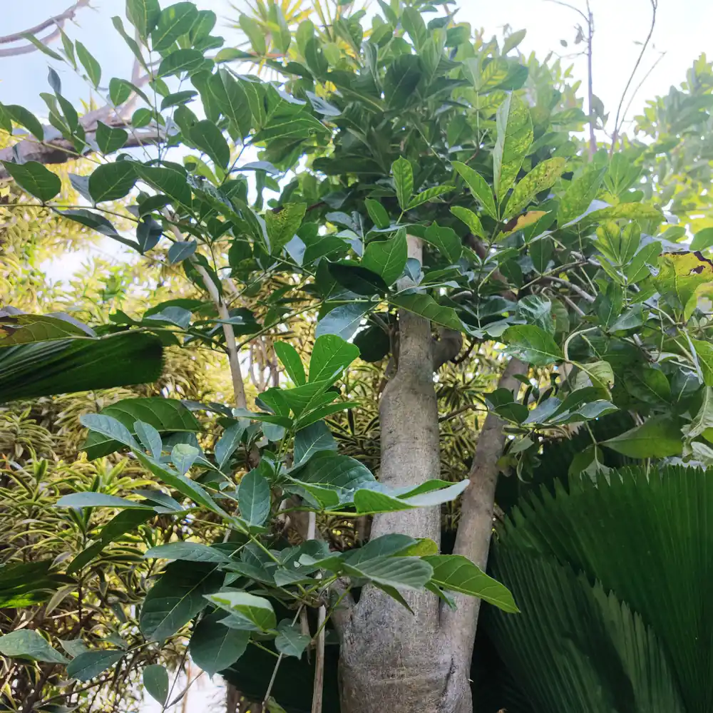 pohon kigelia di kebun petani bunga kediri ukuran lingkar batang 40 cm