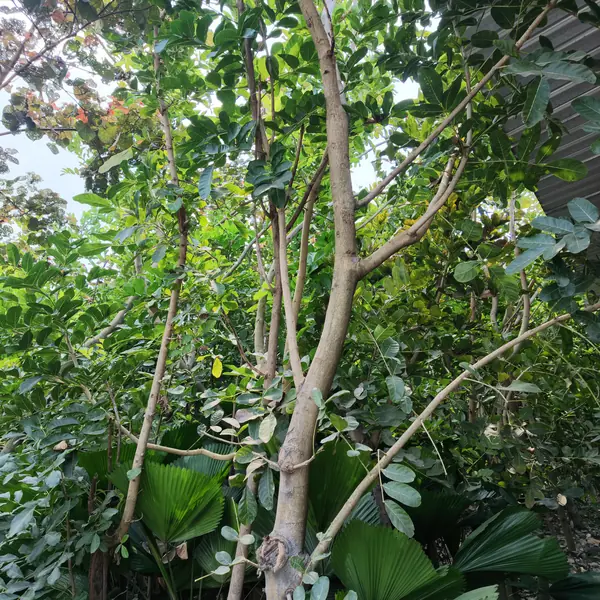 pohon kigelia ukuran lingkar batang 20 cm di kebun petani bunga kediri