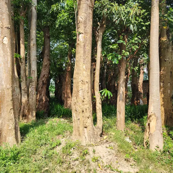 jual pohon pule ukuran lingkar batang 80 cm