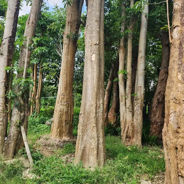 jual pohon pule ukuran lingkar batang 100 cm