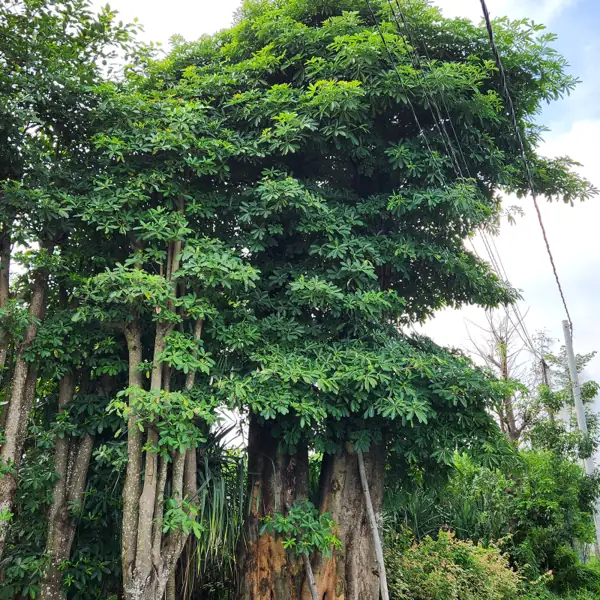 jual pohon pule ukuran lingkar batang 200 cm