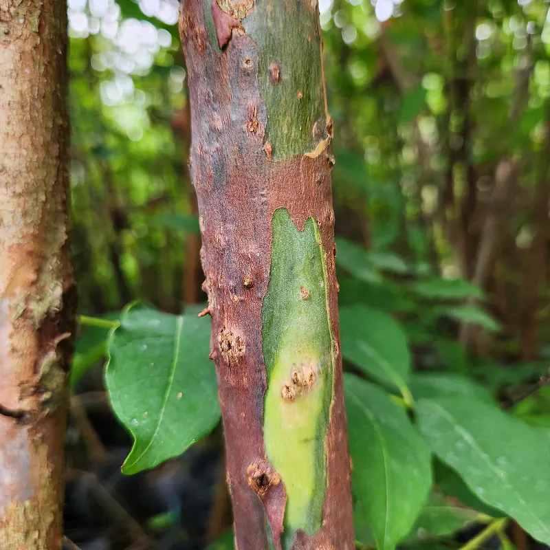 batang warna warni pohon pelangi rainbow tree