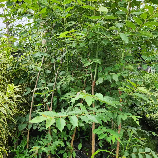 pohon pelangi hasil panen petani bunga kediri