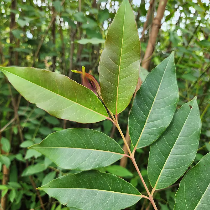 daun pohon pelangi
