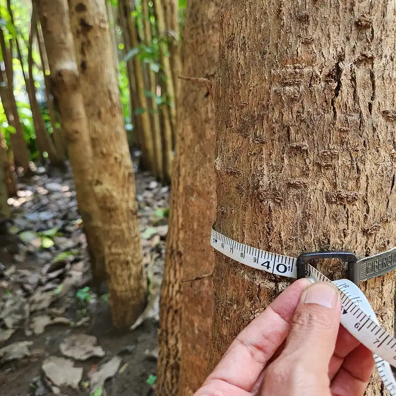 pohon tabebuya bunga putih ukuran lingkar batang 40 cm