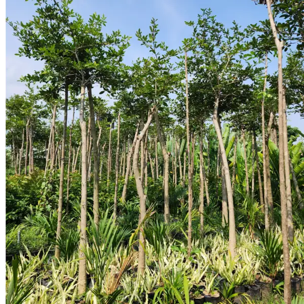 pohon tabebuya pink di kebun petani bunga kediri