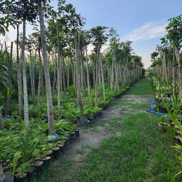 barisan pohon tabebuya pink