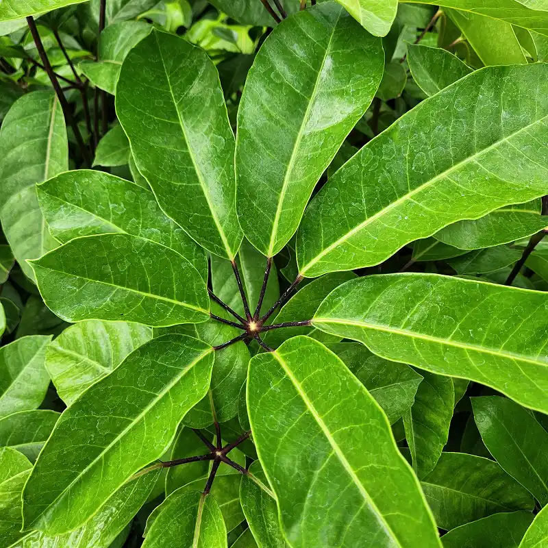 daun pohon walisongo hijau mengkilap